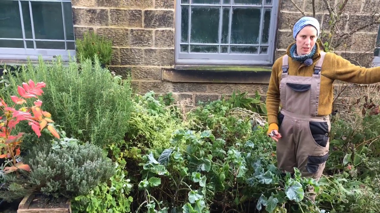 Perennial Kales: cultivation & propagation