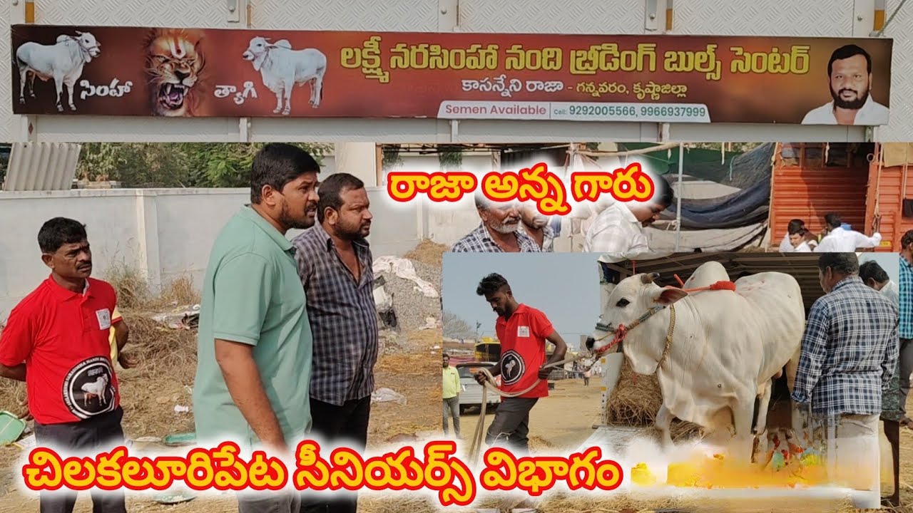 చిలకలూరిపేట టౌన్||సీనియర్స్ విభాగం 7వ జత గన్నవరం రాజా చౌదరి గారు అభయంత్ & ఉగ్రతేజ 23-1-2026💥💥