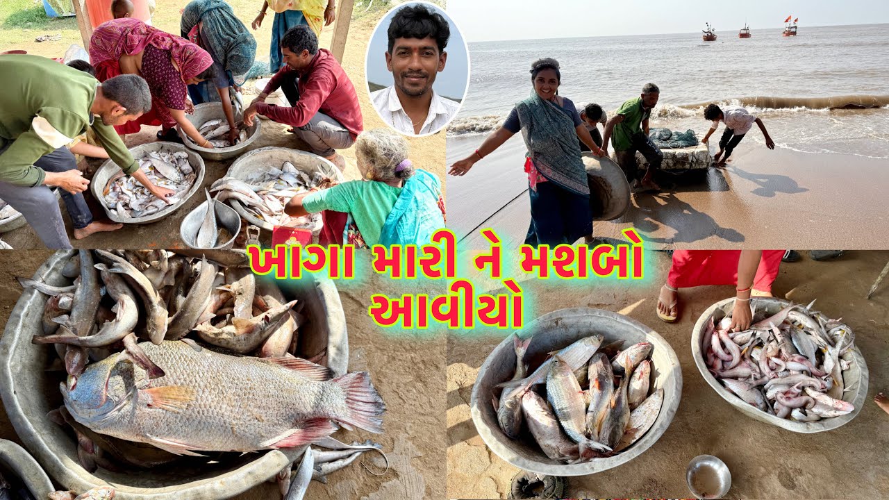 ઘણી બધી મચ્છી આજે આવી 🦈Jaji bdhi fis lavya driyai khedut@desirasoikathiyawadi 