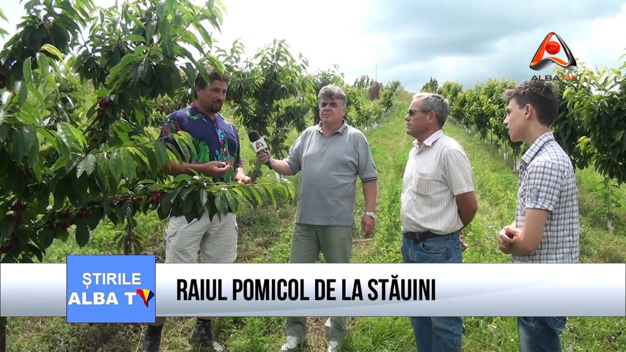 RAIUL POMICOL DE LA STĂUINI