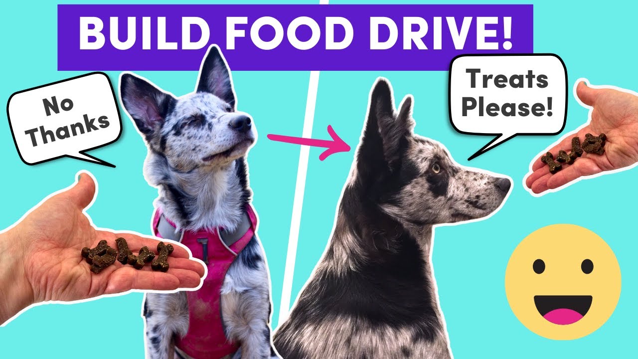 My Dog Won’t Train for Food (and how to fix it!) // Fixing Food Motivation Issues