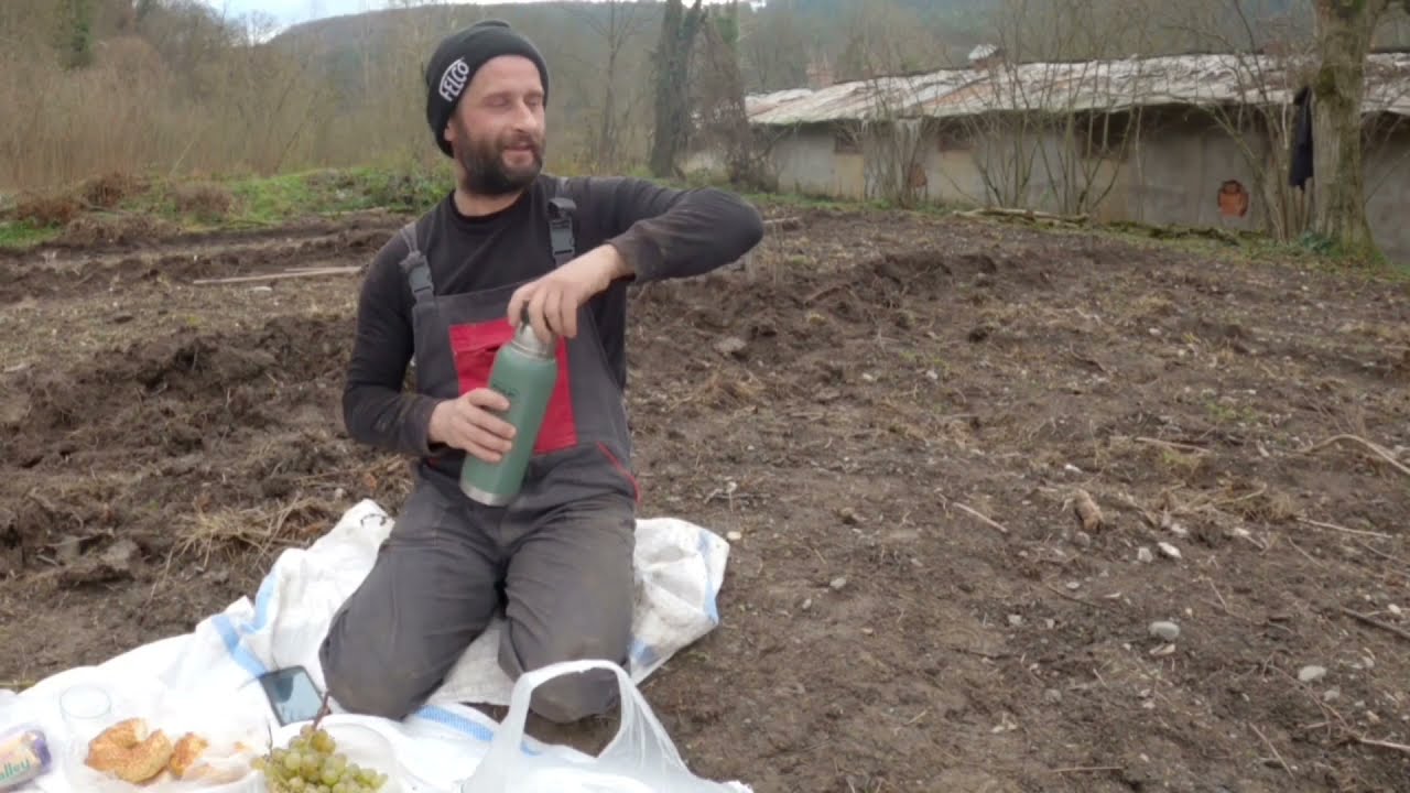 FINDIK FİDANI NASIL DİKİLİR