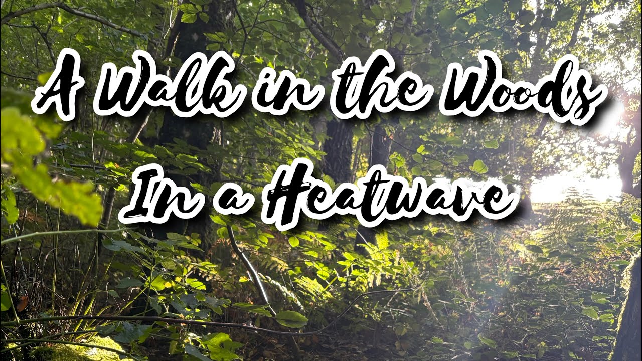 Woodland Walk in a Heatwave