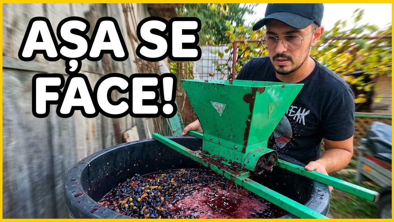 Cum facem VINUL DE CASA | Cand culegem strugurii pentru vin