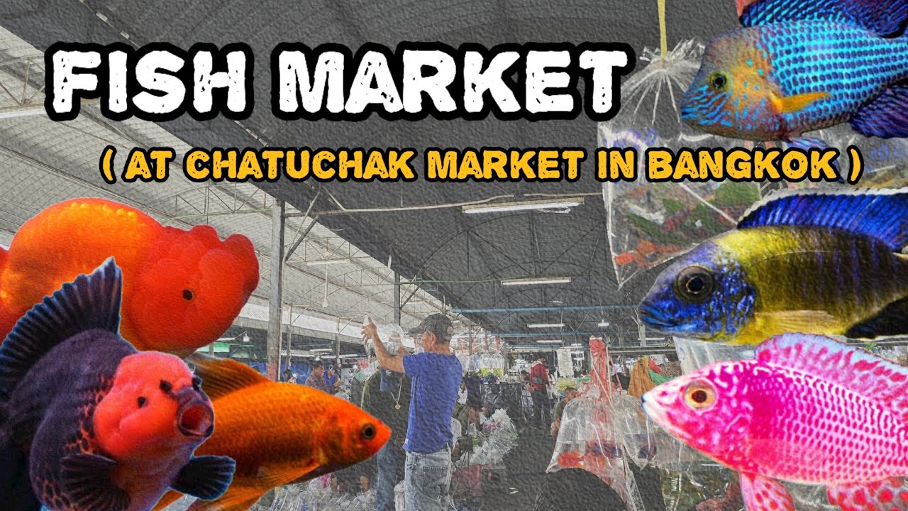 บรรยากาศตลาดปลาลานเร่จตุจักร วันพุธ ❤️ ( Fish Market at Chatuchak in Bangkok )