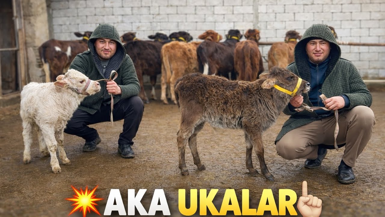 👁️AKA UKALAR BUGUN BUQALARNI 6.00.700.BONISGA QOYIP BERDI NASLDOR HUNAJINLAR 2026_03_mart.