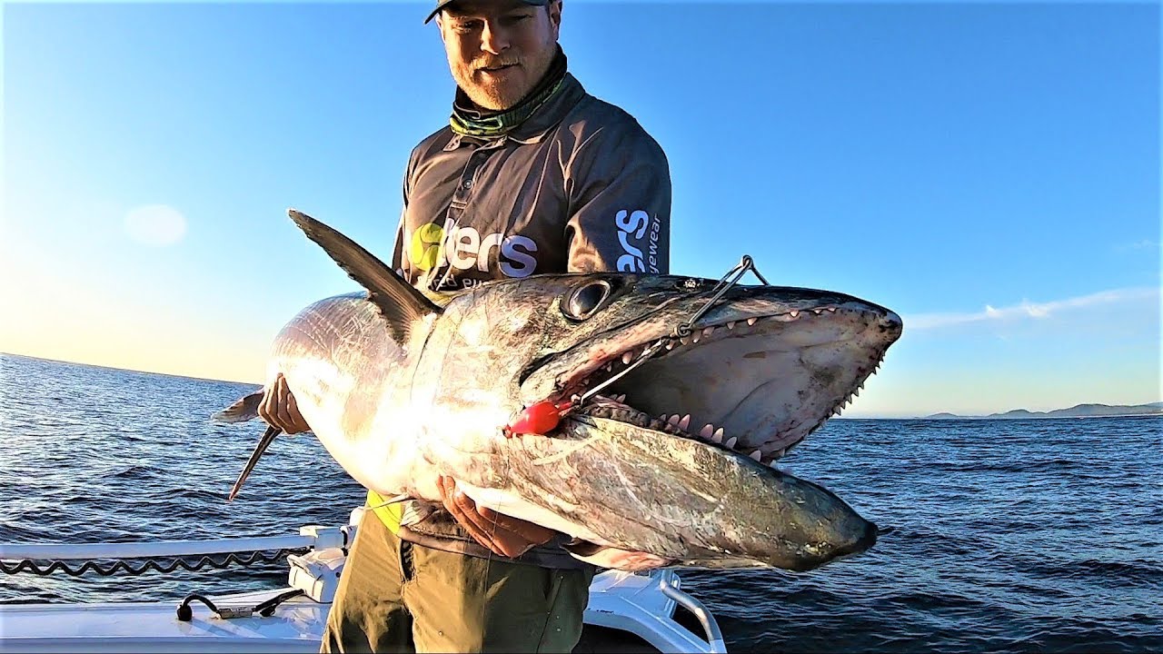 Monster mackerel on trolled bonito!