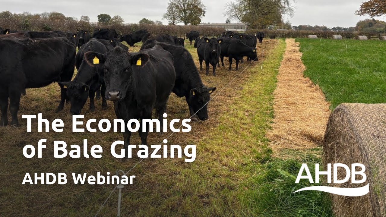 The Economics of Bale Grazing | AHDB Webinar