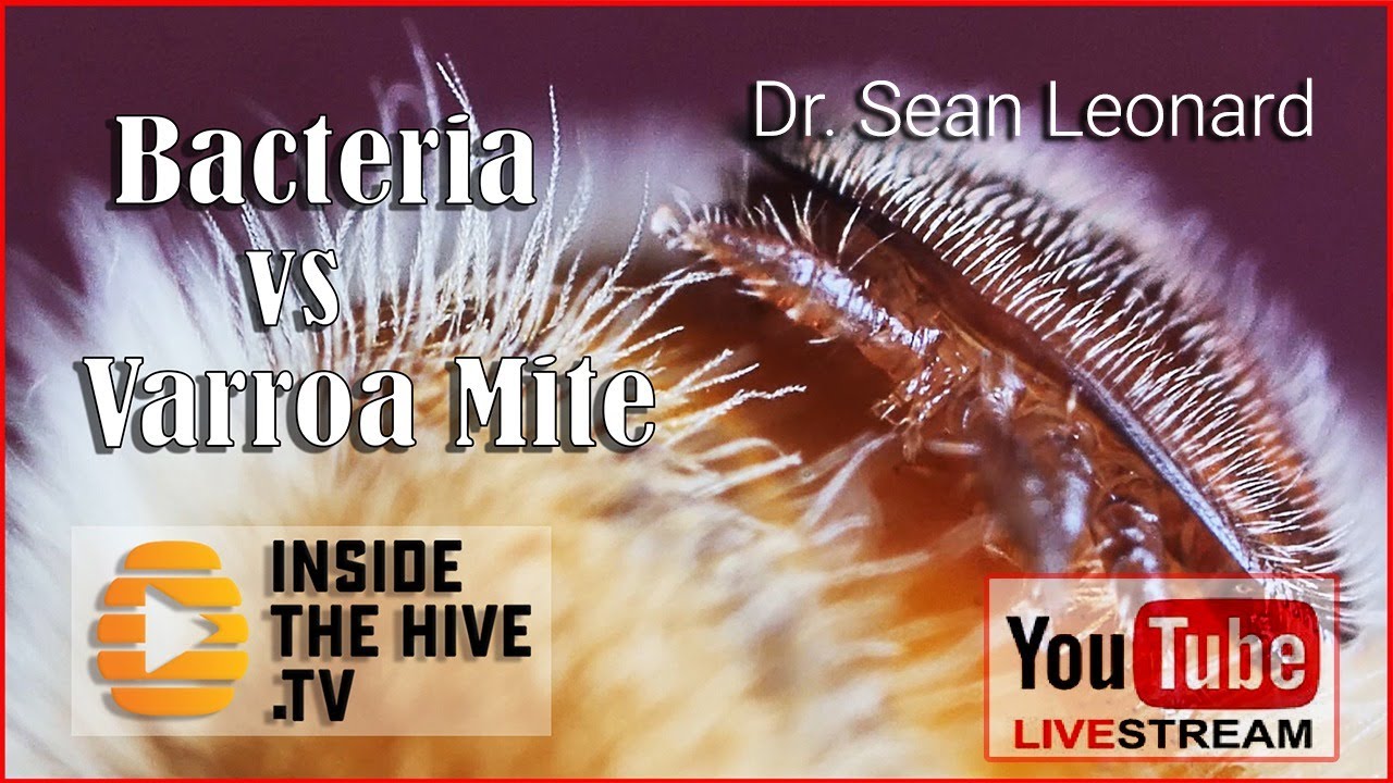 GMO bacteria protect honey bee health against varroa mite and viruses - Dr. Sean Leonard