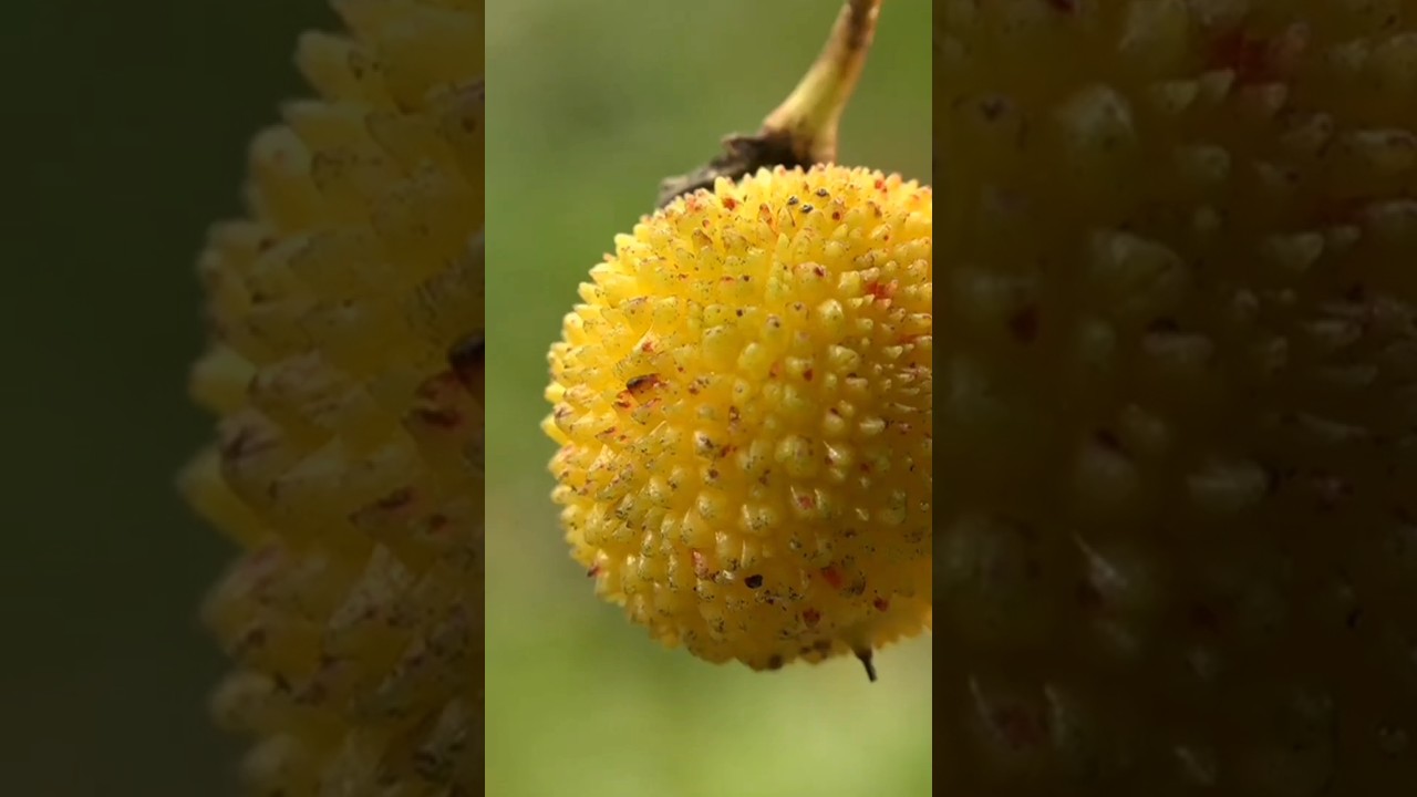 El madro&ntilde;o