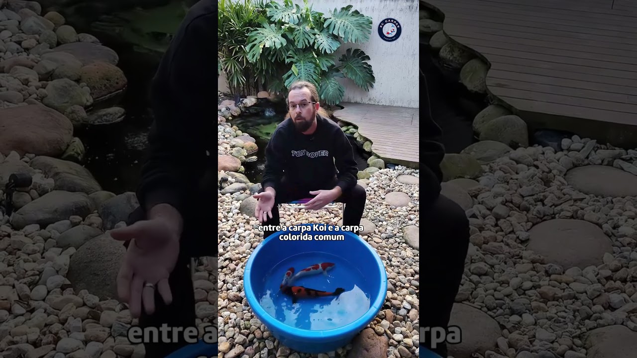 A DIFEREN&Ccedil;A DE CARPA KOI E CARPA COMUM (Nunca mais esque&ccedil;a!)
