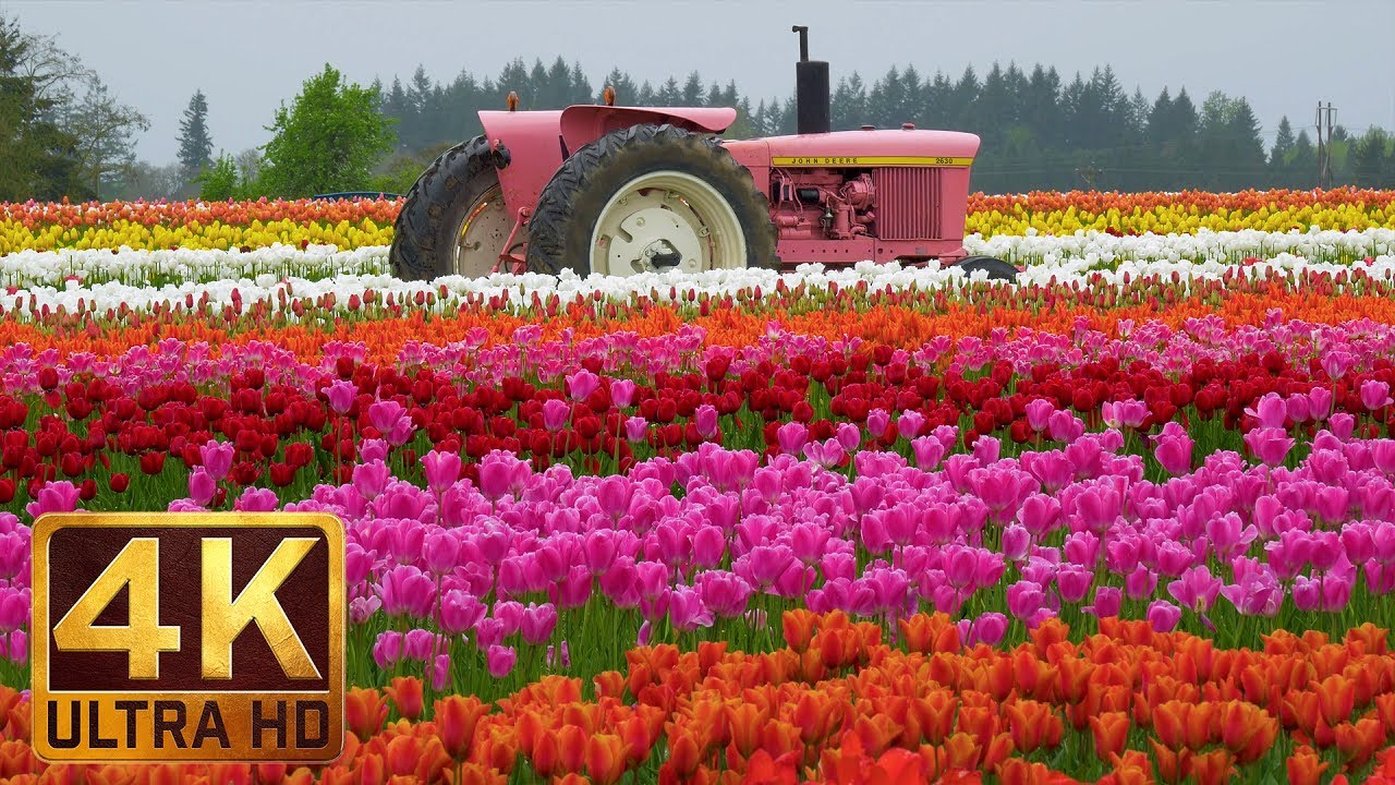 Ultra HD Flowers Scenery - Wooden Shoe Tulip Festival in Oregon, part 1 - Trailer