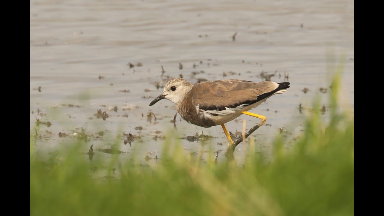 White-tailed Plover, Blacktoft Sands RSPB, East Yorkshire, 26/8/21