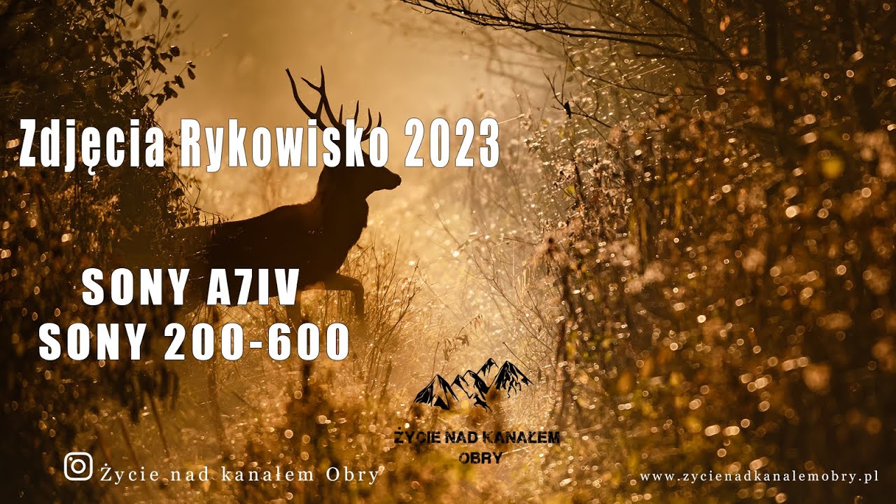 Zdjęcia Rykowisko Bekowisko  Sony 200-600 Sony A7lV
