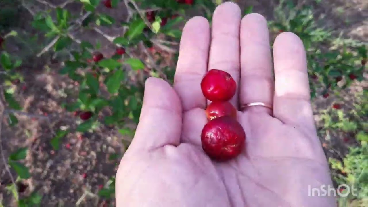 ACEROLA /CULTIVO DE ACEROLA/ FRUTA ACEROLA #frutas #acerola #vidanaroça #vidarural #fazenda
