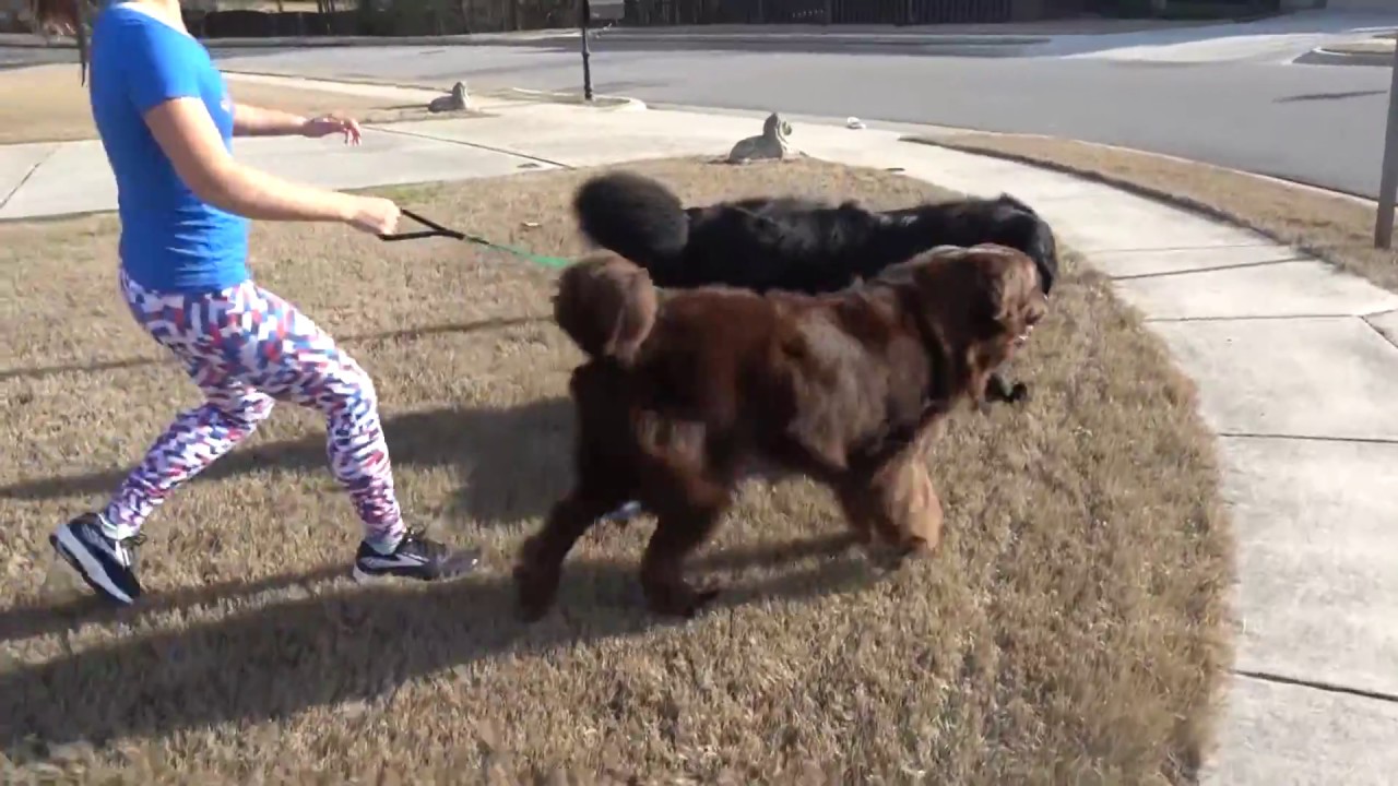 Newfoundland Dog Afternoon Walk