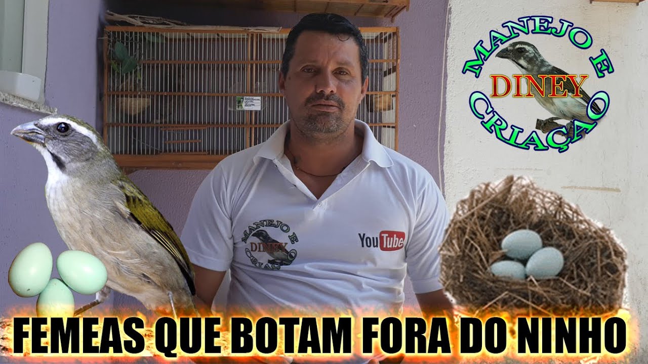 FEMEAS QUE BOTAM FORA DO NINHO O QUE FAZER