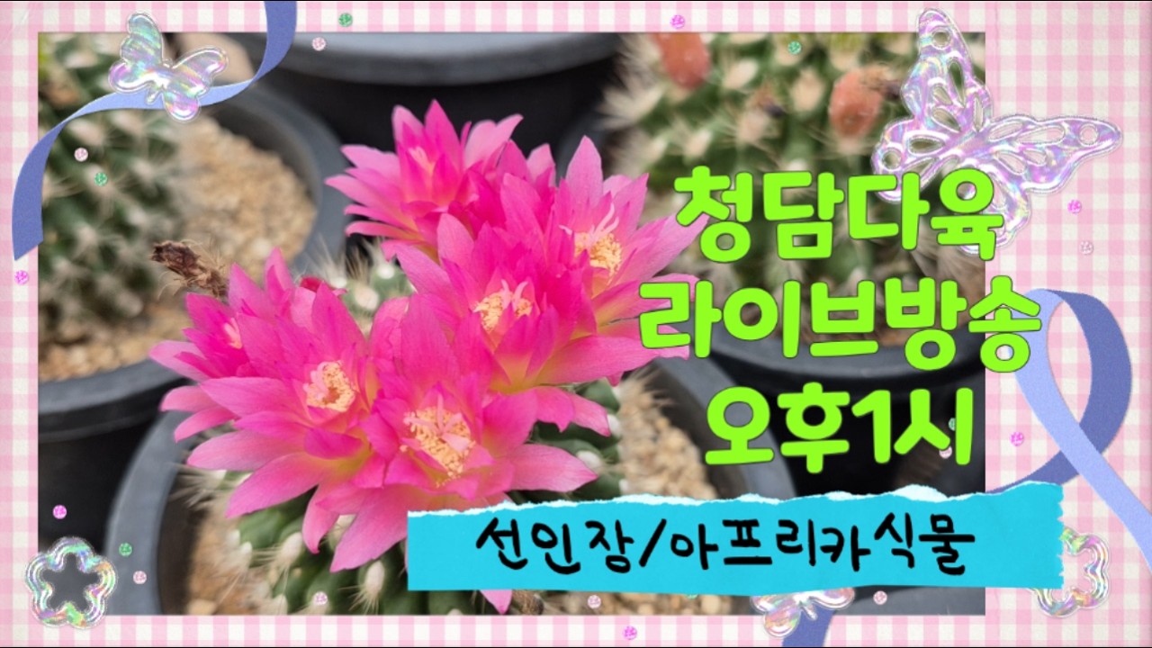 청담다육 라이브방송 (☎️010 4122 3663) #선인장 #아프리카식물 #cactus #サボテン #succulent