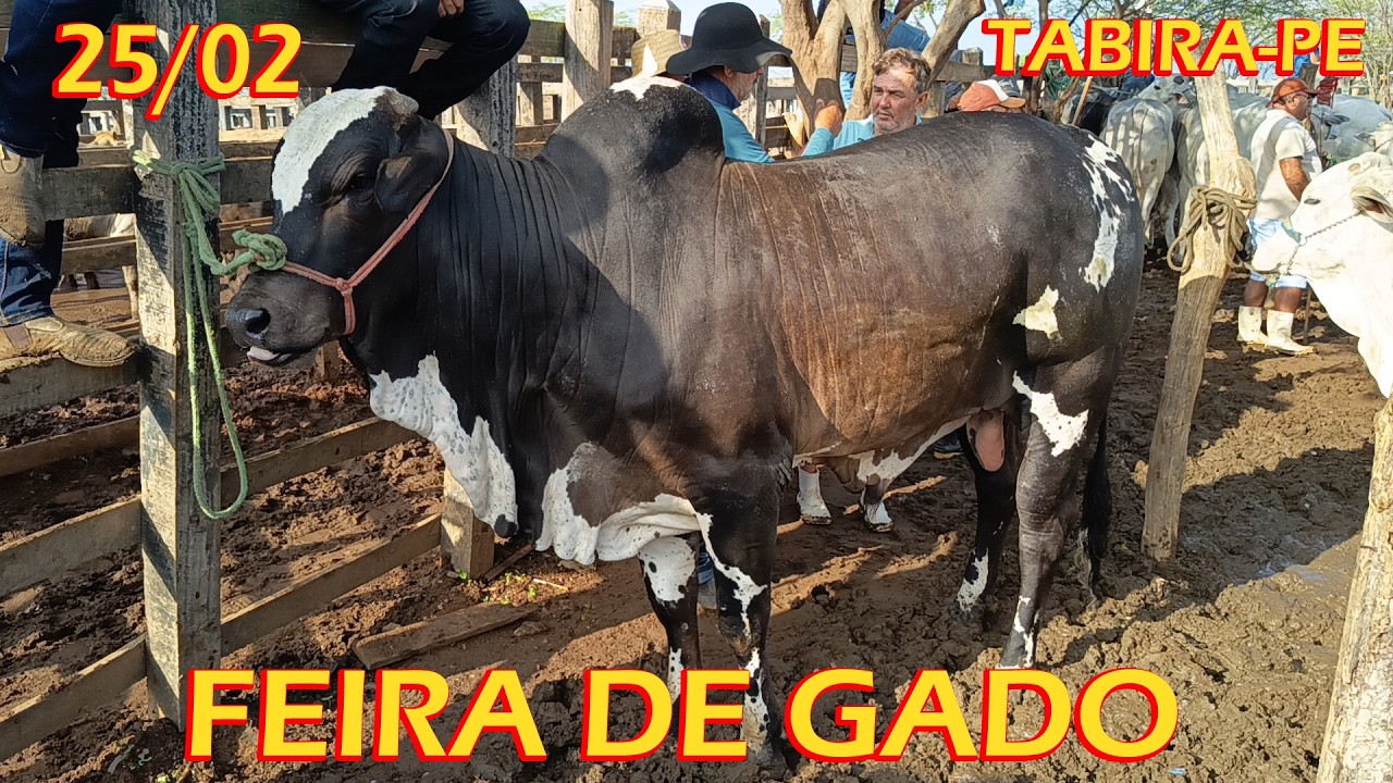 Feira de gado de Tabira-PE (25/02/26) Pátio