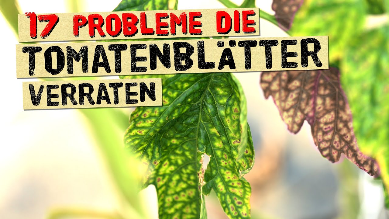 Das verraten dir Tomatenblätter über Krankheiten, Nährstoffmangel und Probleme. Gärtnerwissen