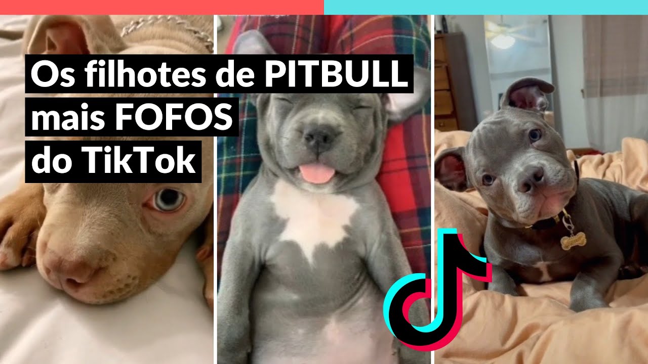 TikTok - OS FILHOTES DE PITBULL MAIS FOFOS DO TIKTOK ❤️😍 | Animais Fofos