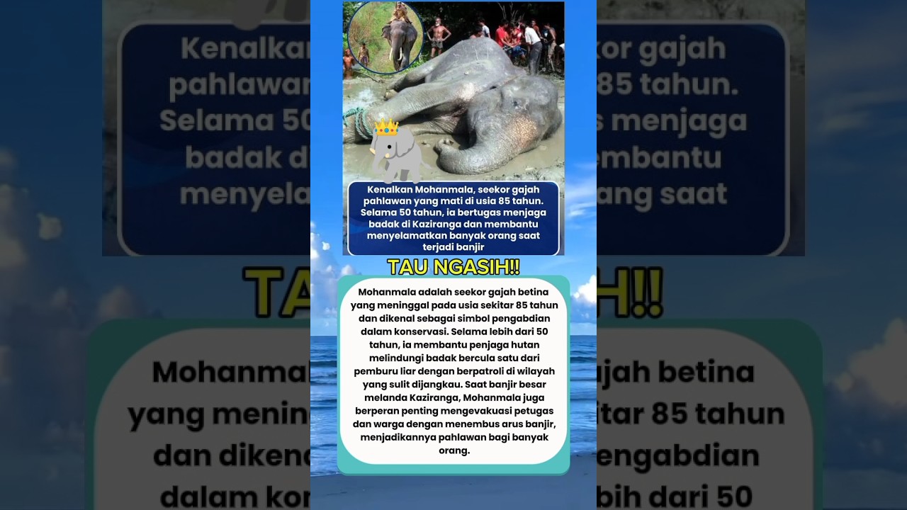 GAJAH ini menyelamatkan banyak orang dan menjaga badak💪🥺 