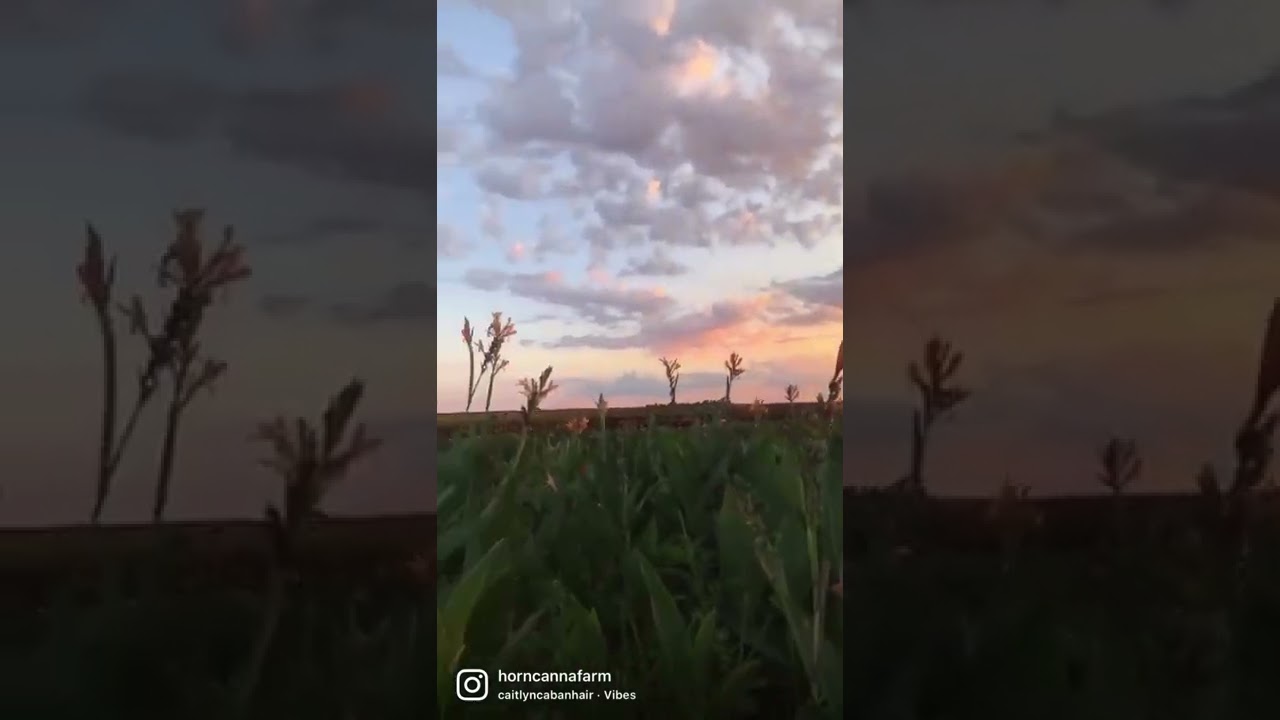 Sunset at the Canna Farm | September 2022
