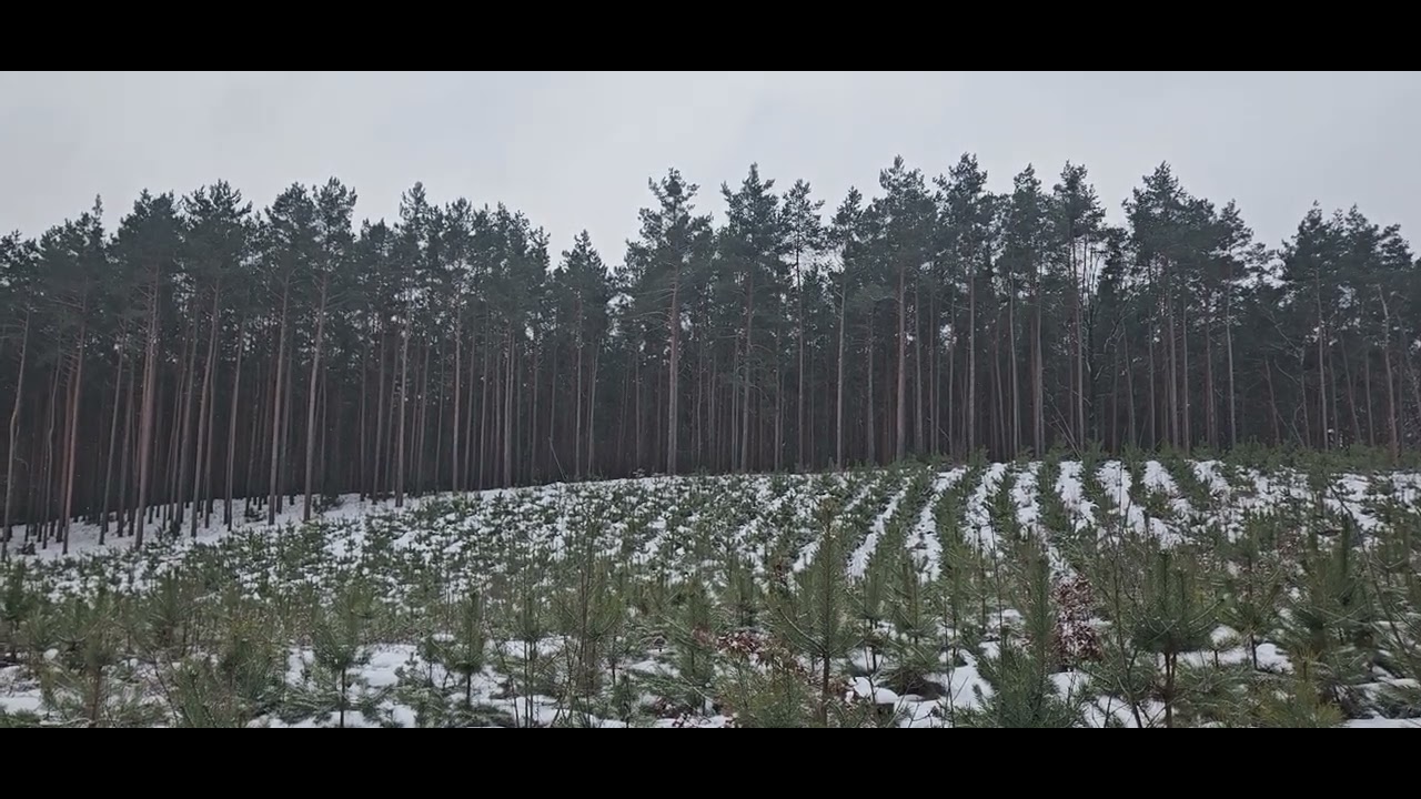 Forest under construction. Winter.