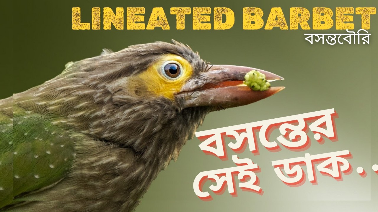 The Hidden Beauty of the Lineated Barbet | 4K Nature ASMR