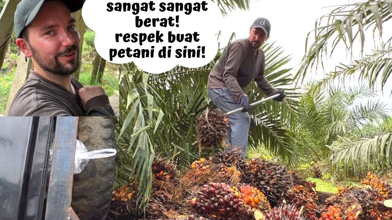 SUAMI JERMAN PANEN BUAH SAWIT SAMPE LECET TAPI NGGAK MAU NYERAH!