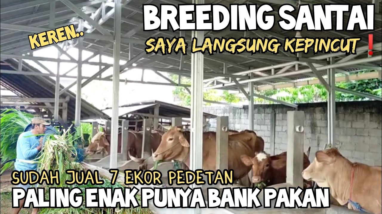 punya bank pakan, breeding sapi jadi mudah ternak seperti ini bikin saya kepincut