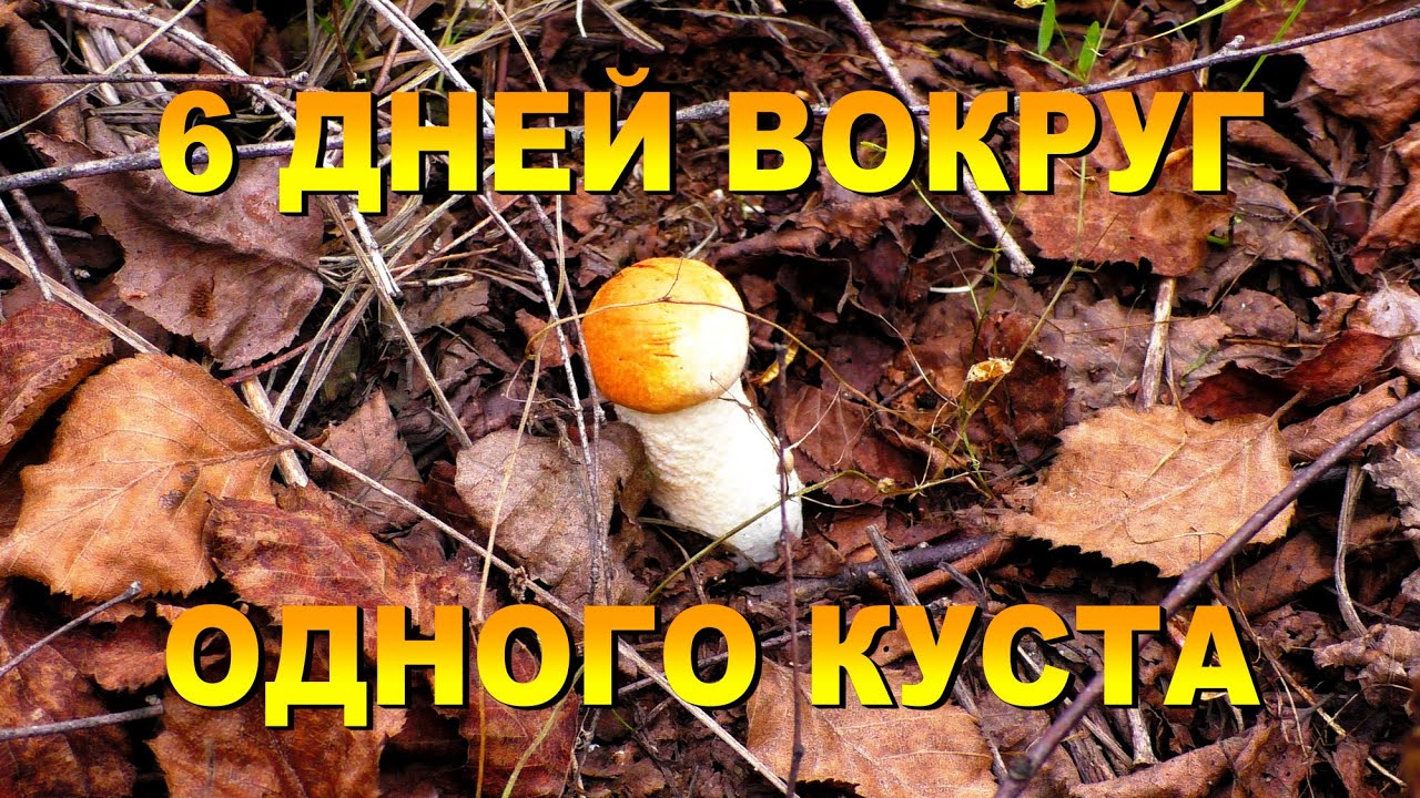 6 дней вокруг одного куста. 5 серия. 