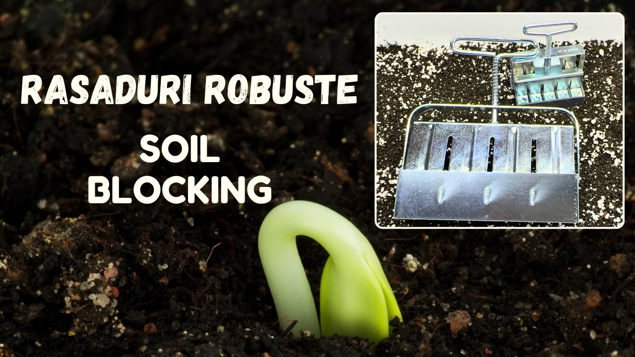 🌱 𝗖𝘂𝗺 𝗼𝗯𝘁𝗶𝗶 𝗿𝗮𝘀𝗮𝗱𝘂𝗿𝗶 𝗺𝗮𝗶 𝗽𝘂𝘁𝗲𝗿𝗻𝗶𝗰𝗲 – 𝗺𝗲𝘁𝗼𝗱𝗮 𝗰𝘂𝗯𝘂𝗿𝗶𝗹𝗼𝗿 𝗱𝗲 𝗽𝗮𝗺𝗮𝗻𝘁 | 𝗔𝗯𝘂𝗻𝗱𝗲𝗻𝘁𝗮 𝗶𝗻 𝗣𝗲𝗿𝗺𝗮𝗻𝗲𝗻𝘁𝗮