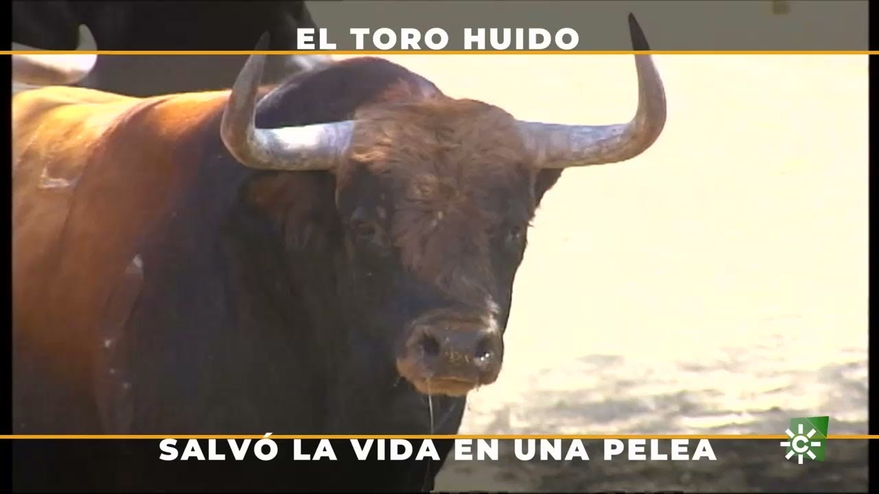 Cómo salvar la vida de un toro cuando hay una pelea en el campo