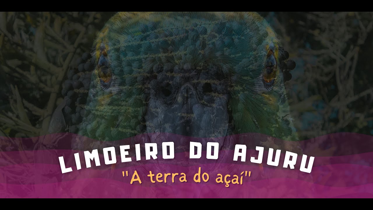 Limoeiro do Ajuru: A terra do açaí - (Documentário)