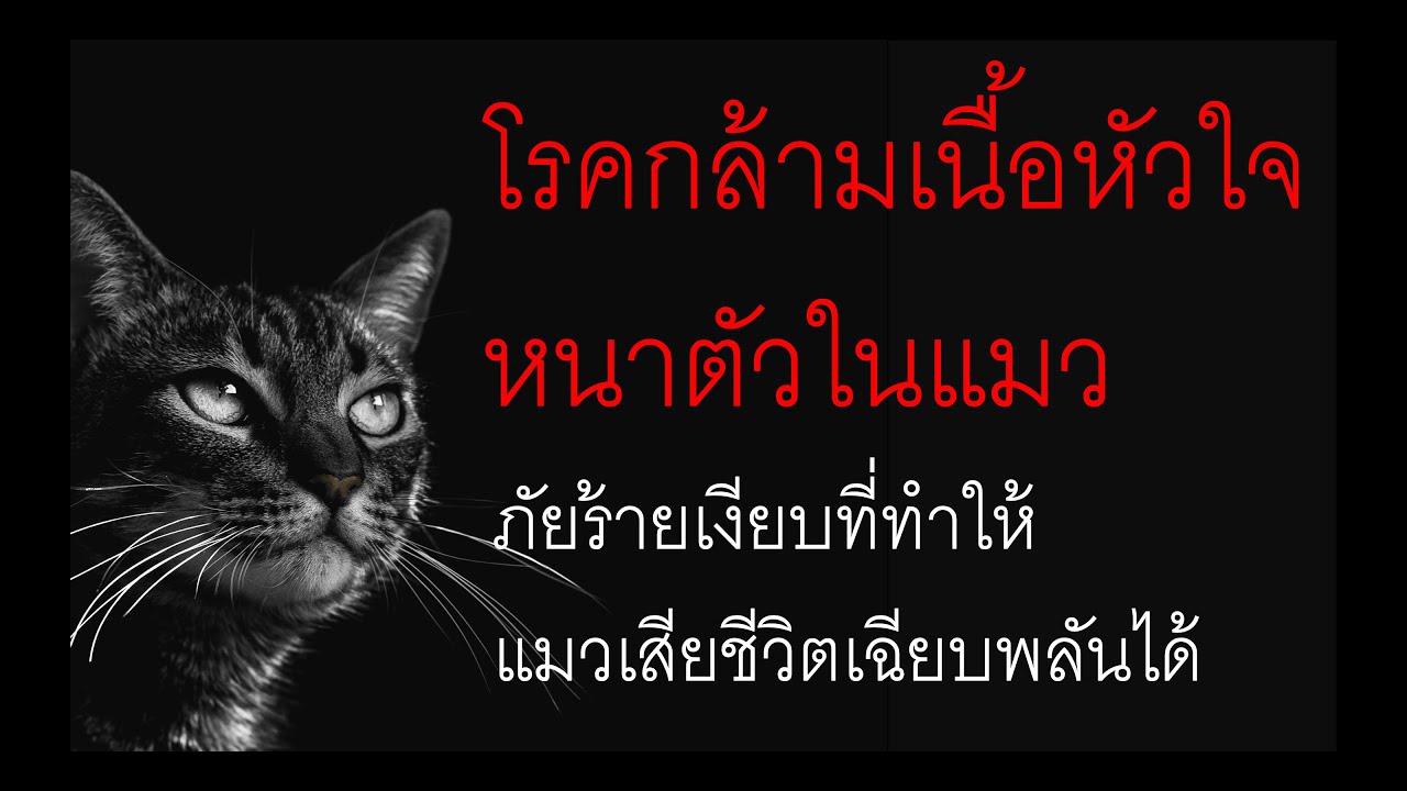 โรคกล้ามเนื้อหัวใจหนาตัวในแมว ภัยร้ายที่อาจจะทำให้น้องแมวเสียชีวิตอย่างเฉียบพลัน #แมว #โรคหัวใจ