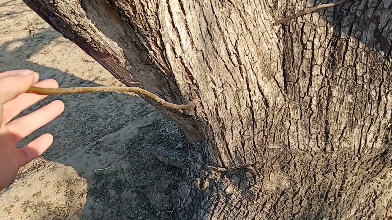 梨树的结果年限是多久呢，一起了解华北最大古梨树群。