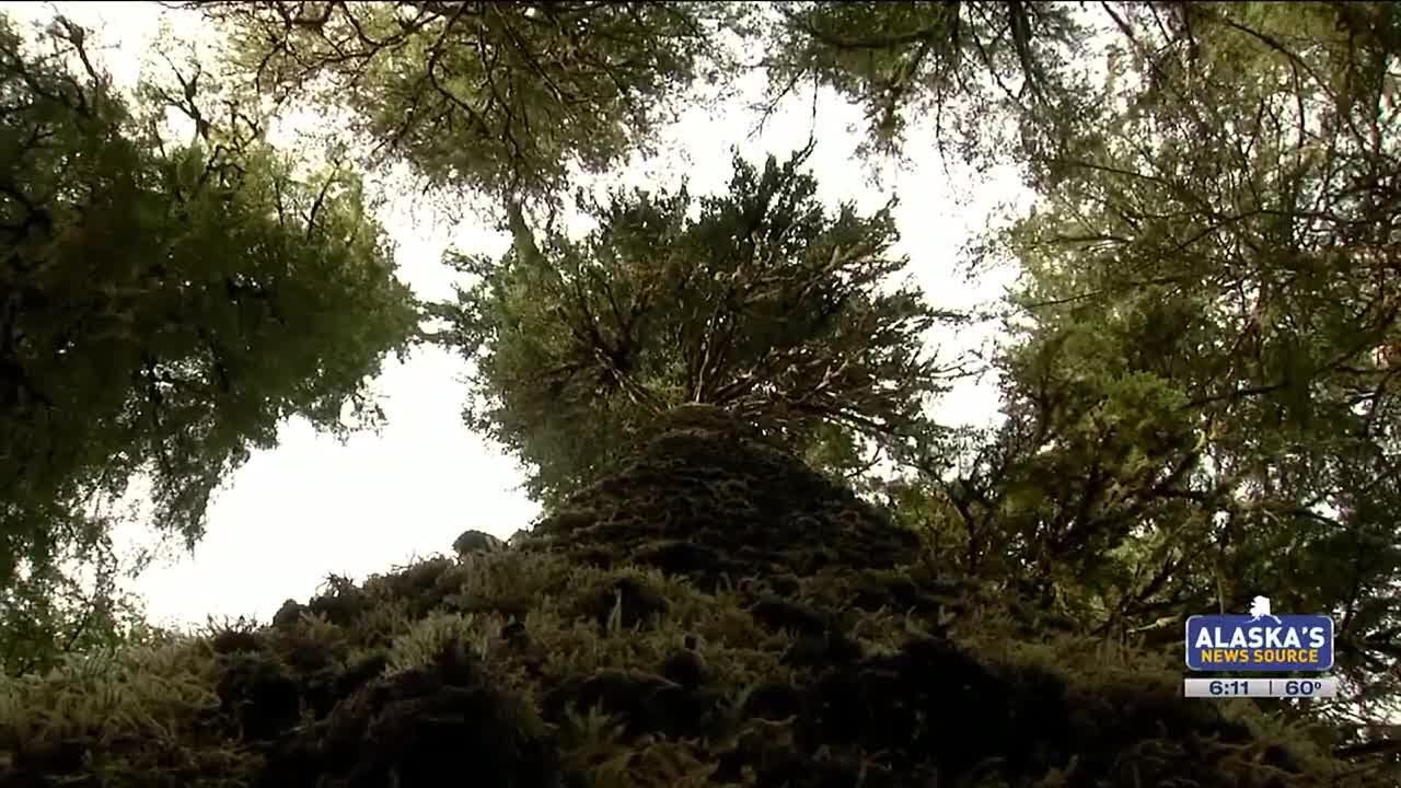 State carbon management program, selling credits for state land, set to start