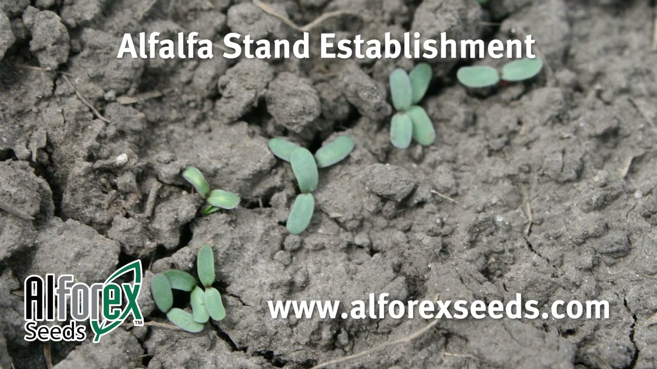 Ask the Alfalfa Expert 2022, episode 3