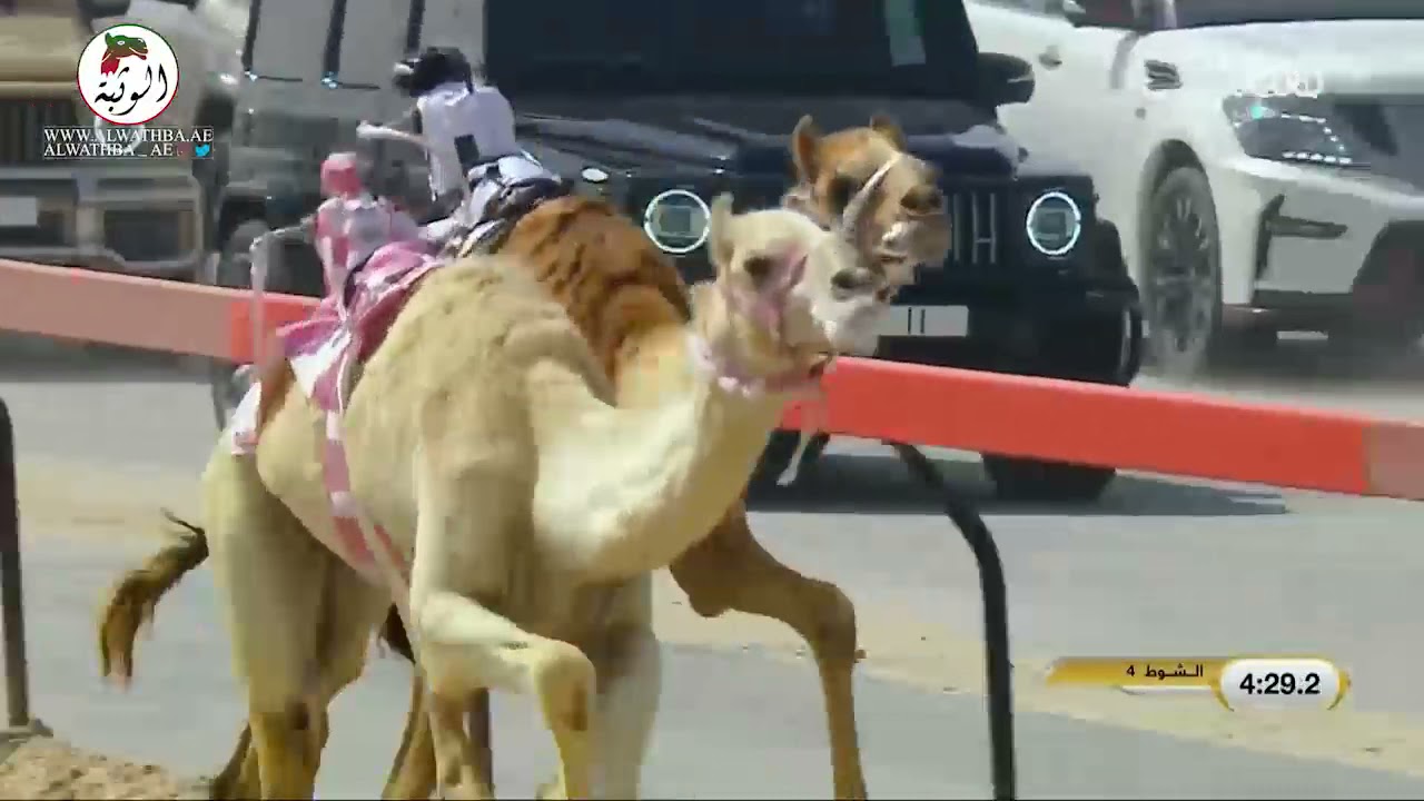 الشوط 4 (شاهين) لـ مسلم حمد متعب العامري 5:46:1 ، ختامي المرموم 2021/4/3 حقايق