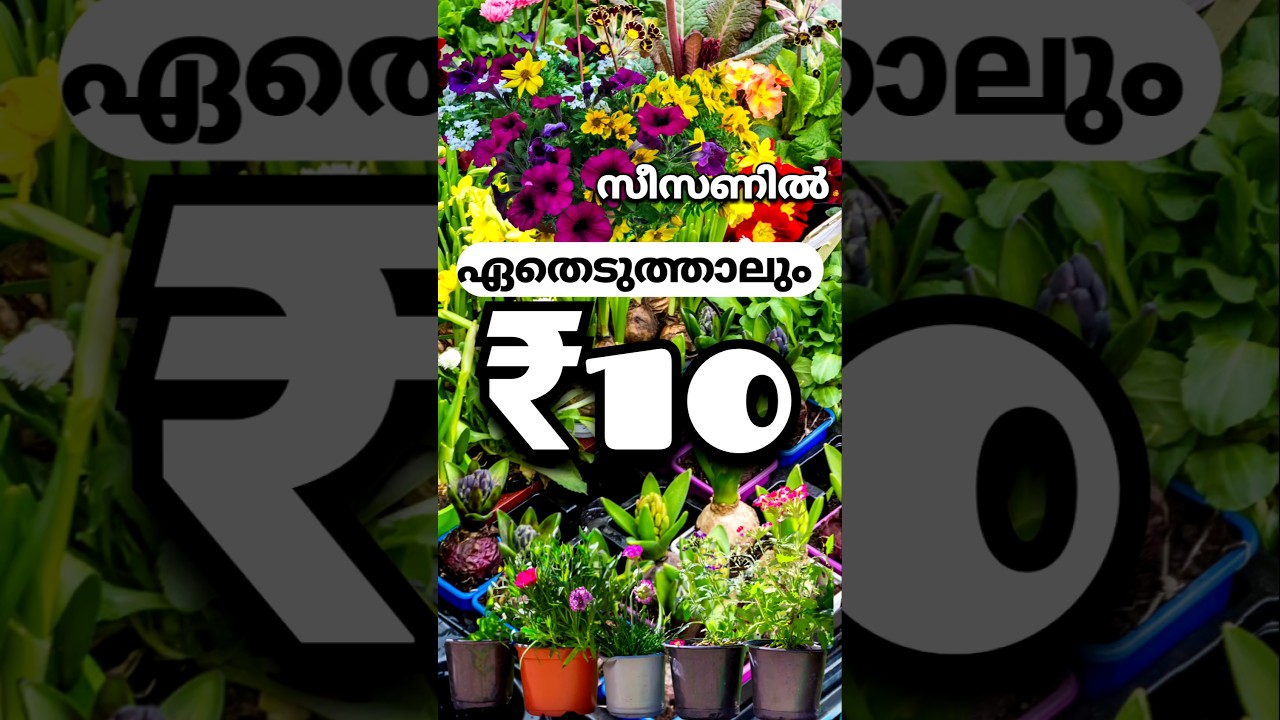 Vinca Rose ₹10 Petunia ₹20 Bougainvillea ₹35 Portulaca ₹2 Collections| #flowers #garden #plants