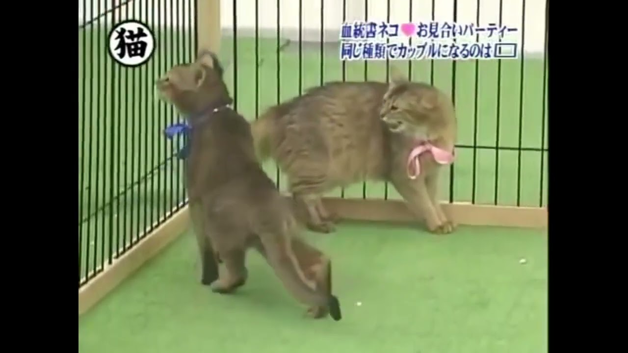 トリビアの泉血統書付きの猫10匹がお見合いパーティー
