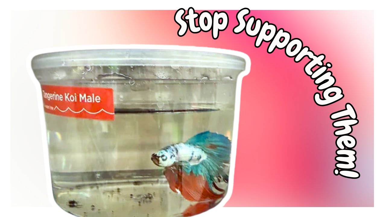 How To Avoid Supporting Big Box Pet Stores