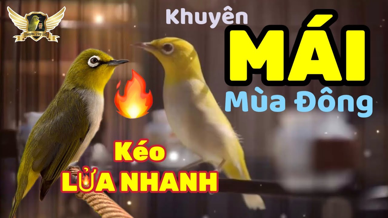 KHUY&Ecirc;N M&Aacute;I TƠ K&Iacute;CH M&Ugrave;A Đ&Ocirc;NG - NGHE L&Agrave; CĂNG - D&Agrave;NH CHO BỔI MỘC MỚI | KTB