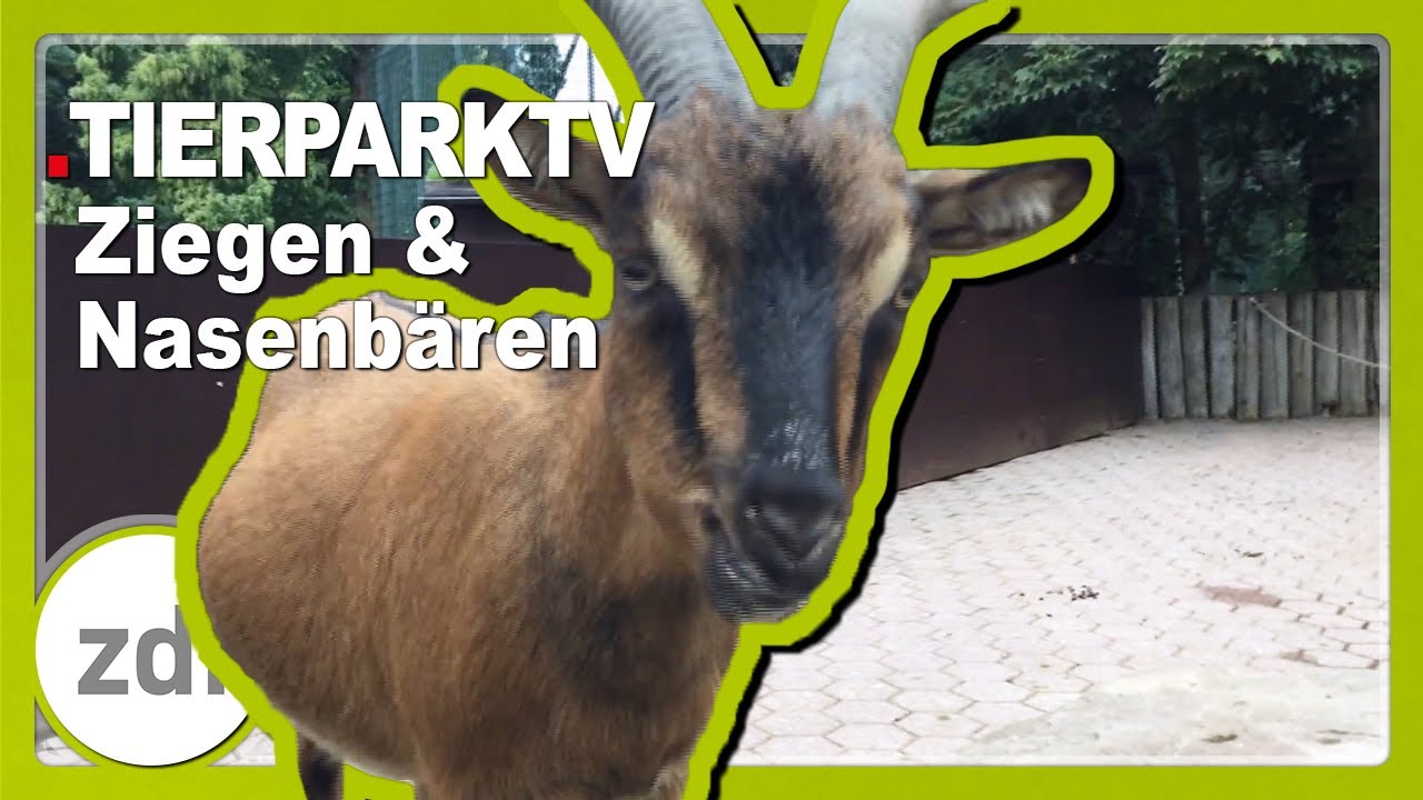 Ziegen & Nasenb&auml;ren &bull; TierparkTV mit LekkerWissen im Tierpark + Fossilum Bochum