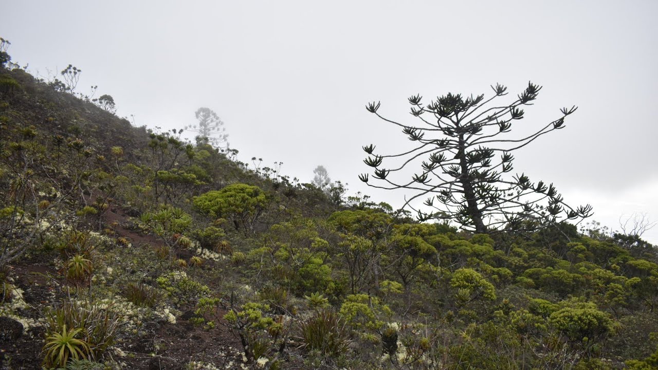 Flying Foxes, The World's Largest Fern & Cicero Municipal Embezzlement Fund