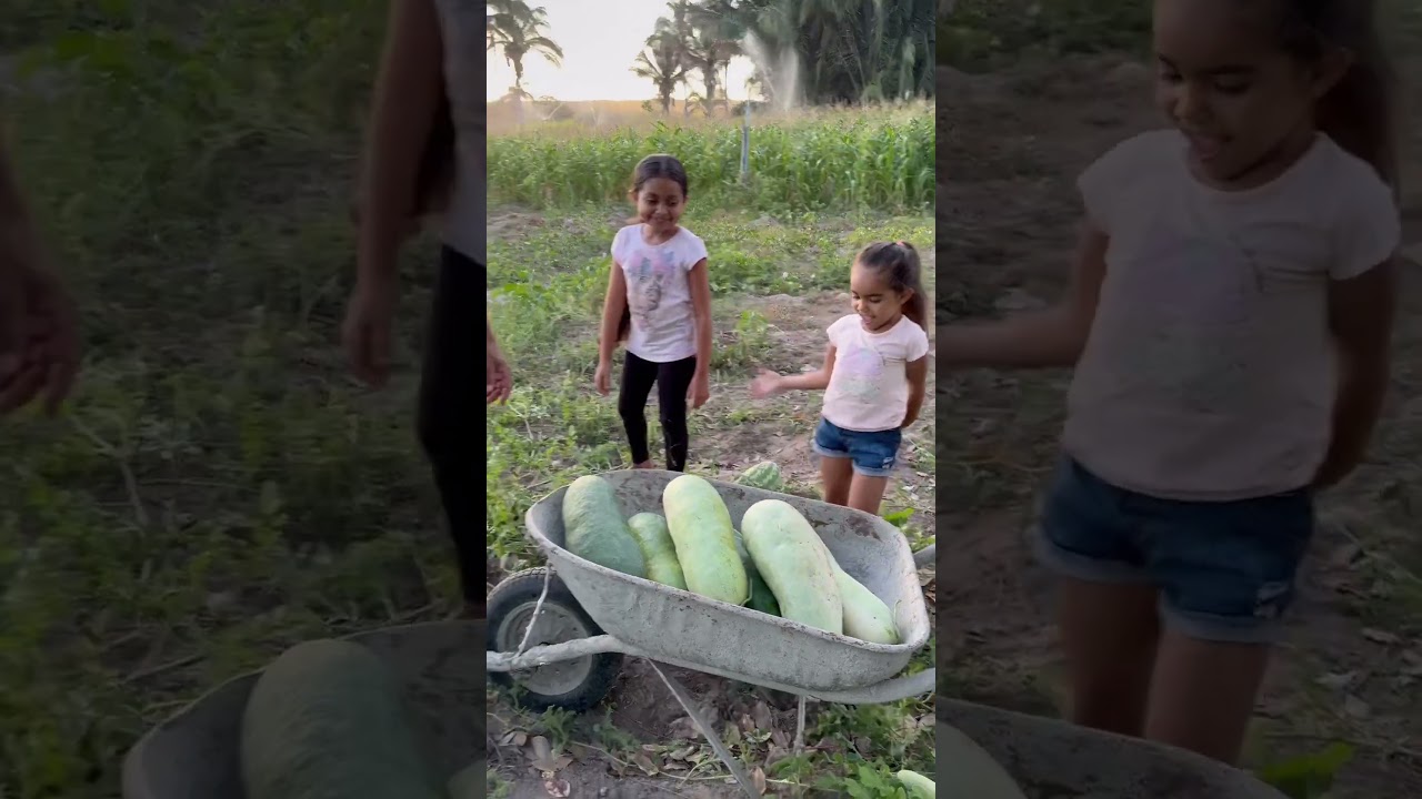 Levando as meninas pra ro&ccedil;a colher melancia #sitiolagoverde