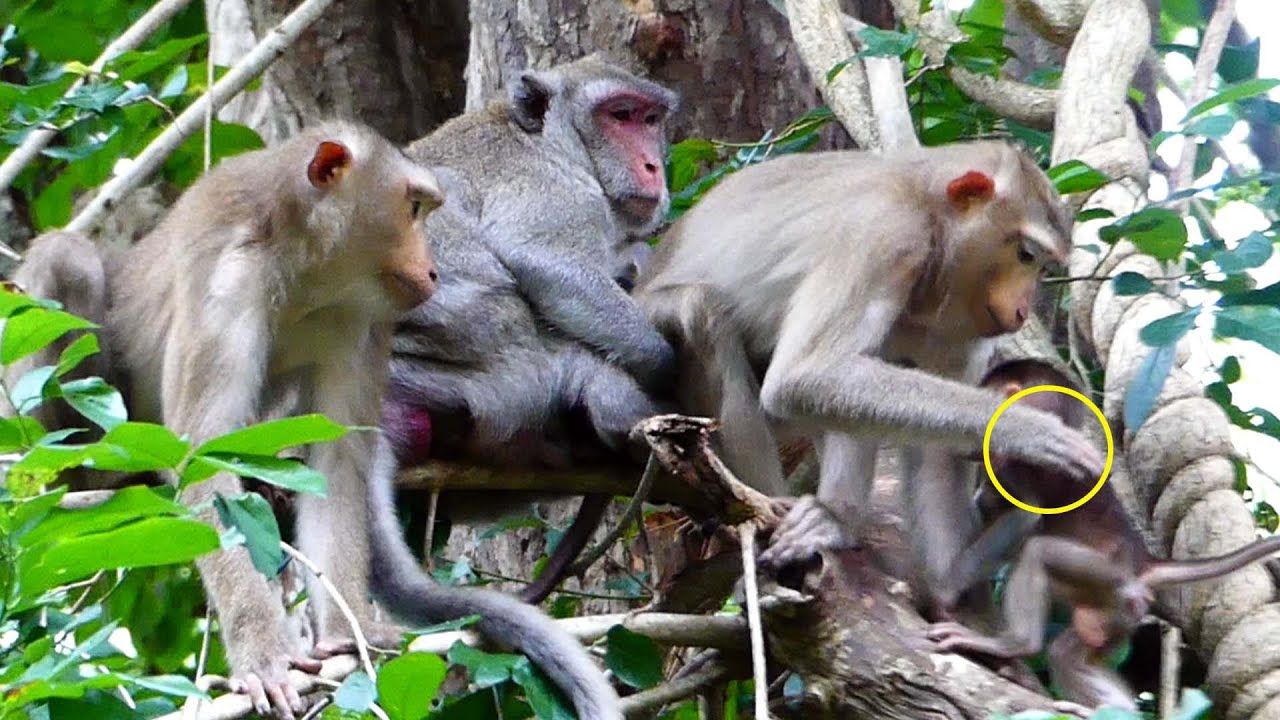 Good mother Jane bring baby Jonna introduction to all pigtail monkey