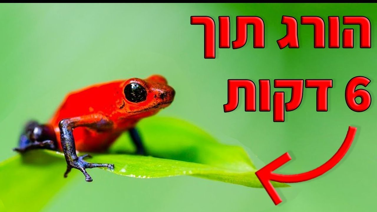 עשר החיות הכי ארסיות בעולם┃ טופטן