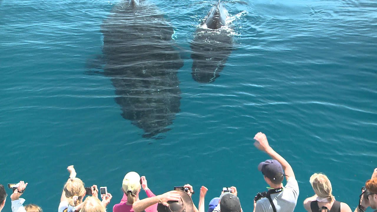 Whale Watching Hervey Bay